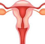 JY Uterus